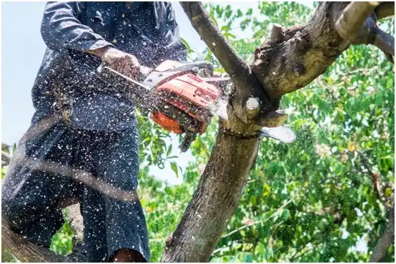 tree services Quebradillas